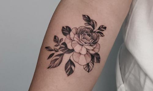 Fine Line Rose