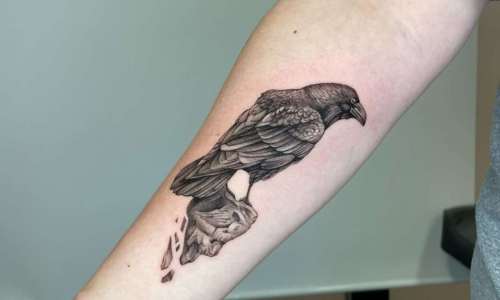 Fine Line Raven Perched
