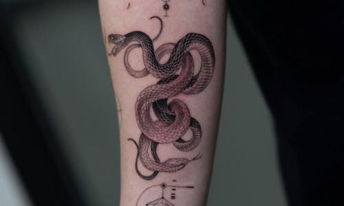 Fine Line Coiled Snake